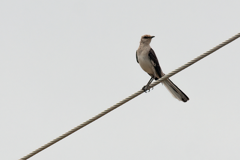 mockingbird_3486-64(1).jpg