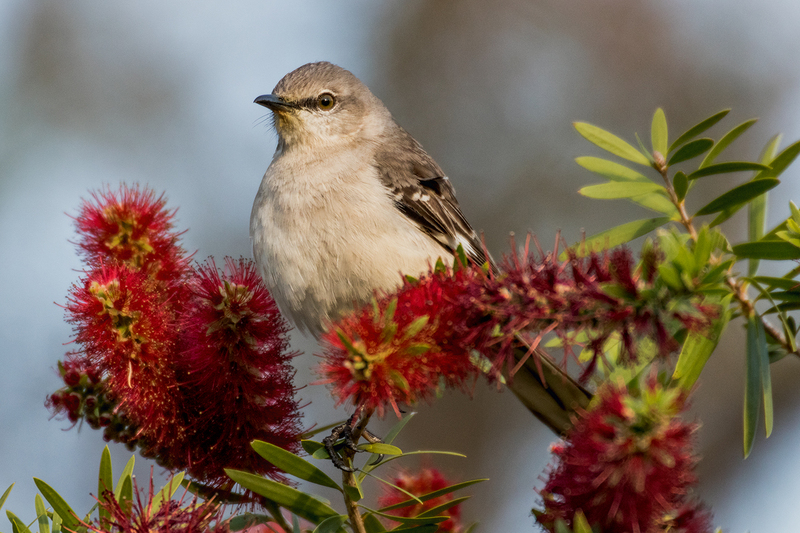 mockingbird_5894-64.jpg