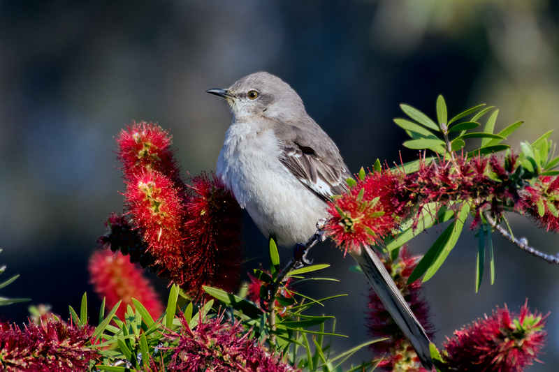 mockingbird_5911-64.jpg