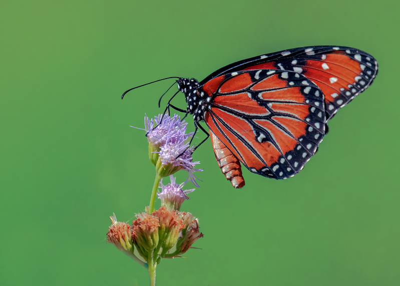 monarch-butterfly_1431a-75.jpg