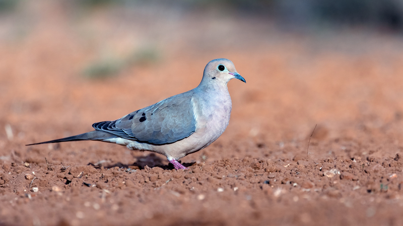 mourning-dove_6083-169.jpg