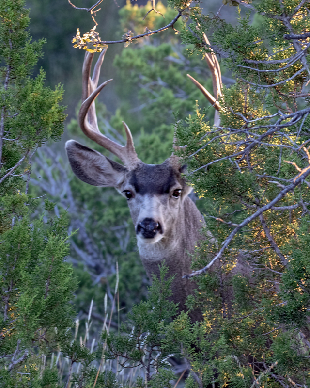 mule-deer_4331-108_1.jpg