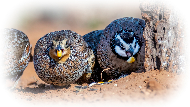 northern-bobwhite_4423vw-169.jpg