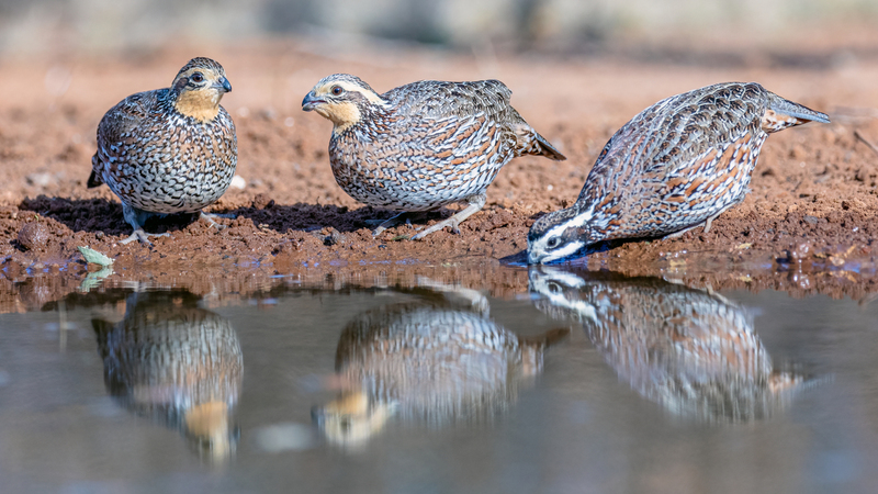 northern-bobwhite_4464-169.jpg