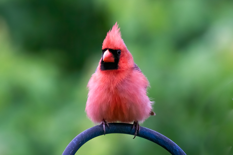 northern-cardinal_2169-64.jpg