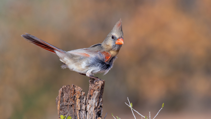 northern-cardinal_3822-169.jpg