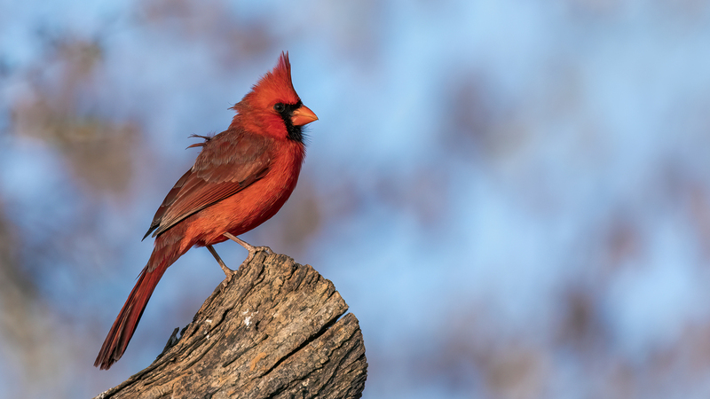 northern-cardinal_4693r-169.jpg