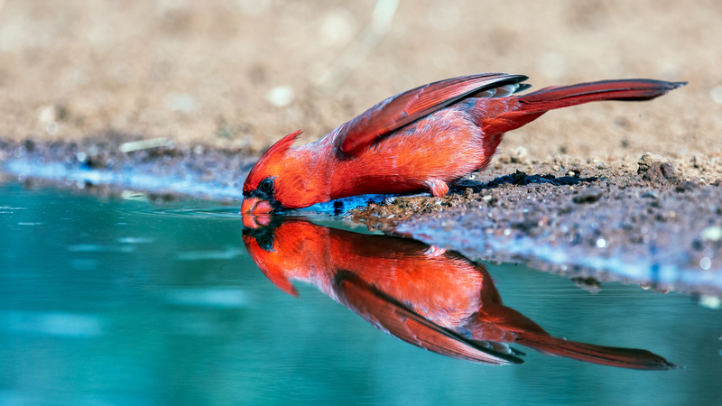 northern-cardinal_5702-169.jpg