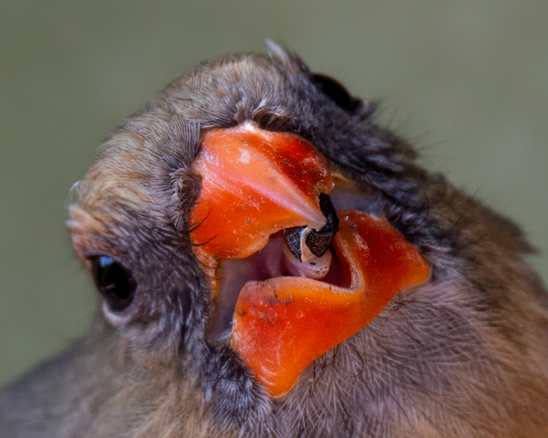 northern-cardinal_5919cu-108(1).jpg