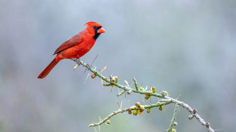 northern-cardinal_6145-169.jpg