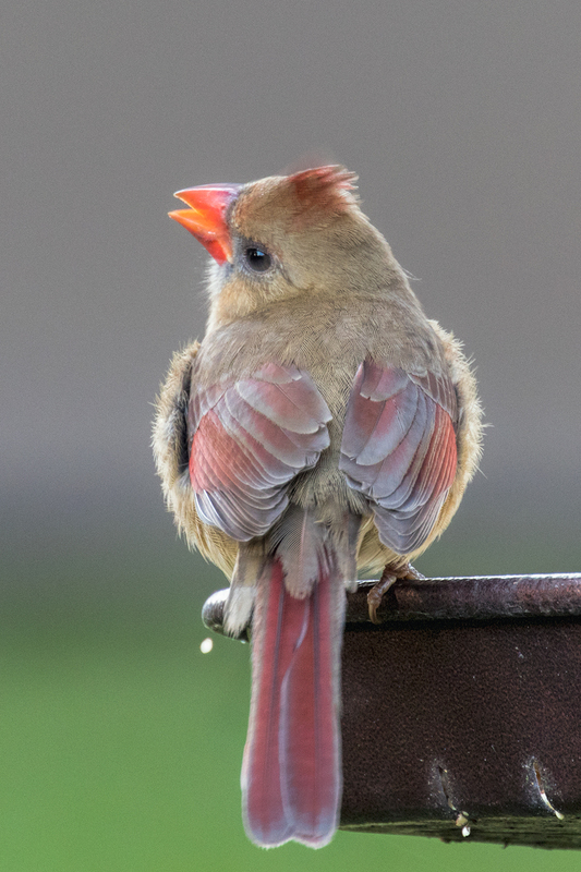 northern-cardinal_9830-46(1).jpg