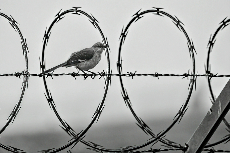 northern-mockingbird-wire_1664-64(2).jpg