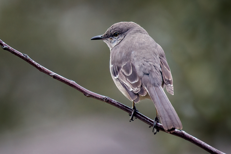 northern-mockingbird_0708-64(1).jpg