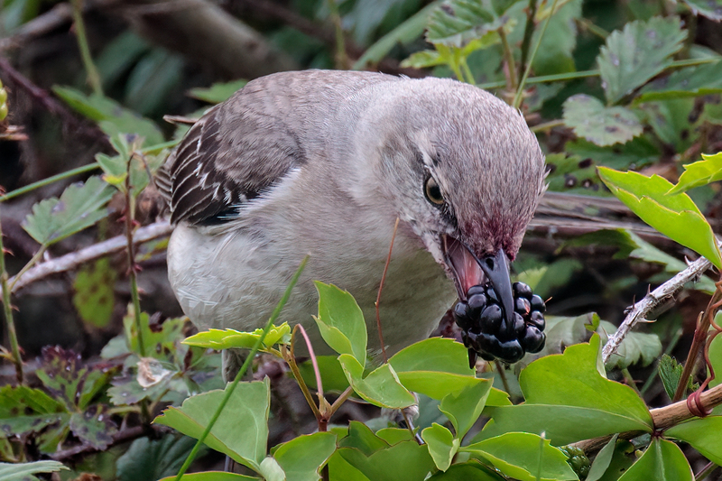 northern-mockingbird_1579-64(1).jpg