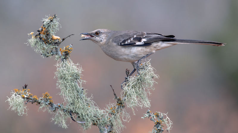 northern-mockingbird_5637-169.jpg
