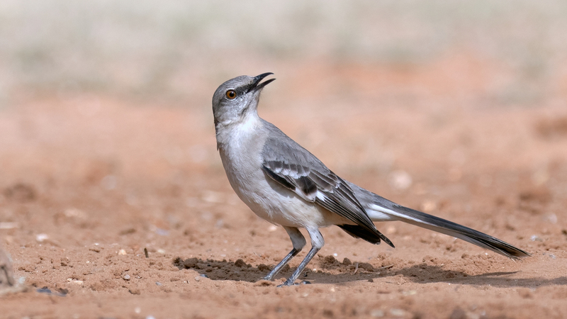 northern-mockingbird_5659-169.jpg
