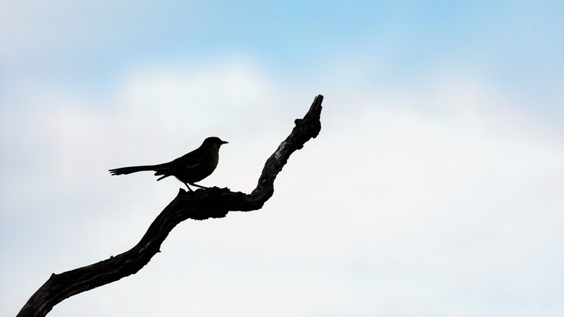 northern-mockingbird_6137-169.jpg