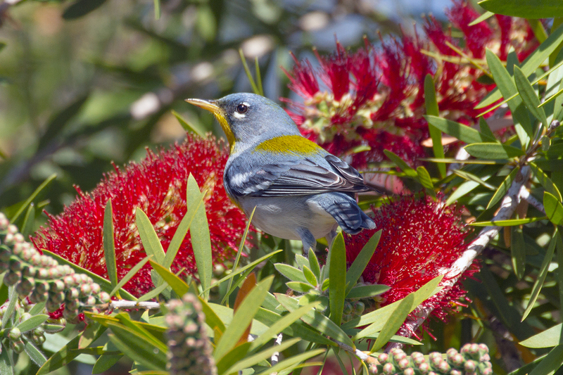 northern-parula_4362-64(1).jpg