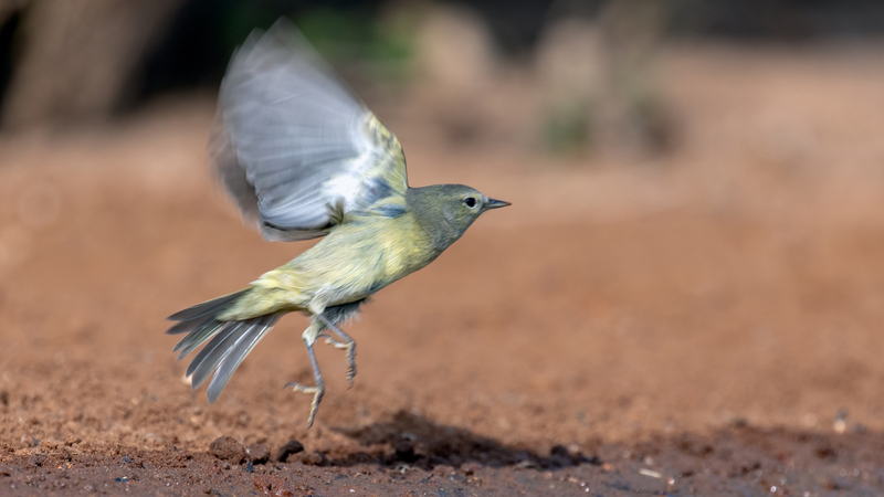 olive-sparrow_5774-169.jpg