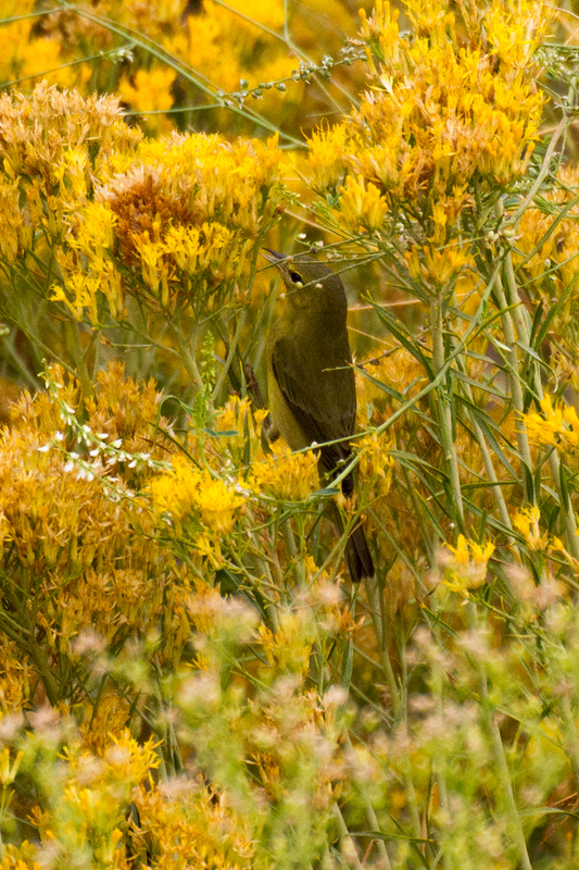 orange-crowned warbler_1134.jpg