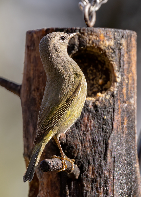 orange-crowned-warbler_4876-57.jpg