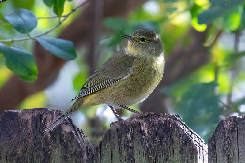 orange-crowned-warbler_4997-64(1).jpg
