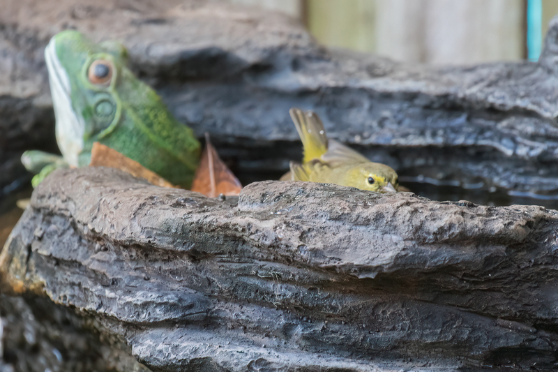 orange-crowned-warbler_5216-64(1).jpg