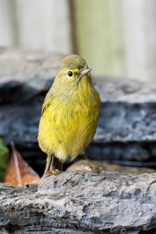 orange-crowned-warbler_5217-46m.jpg