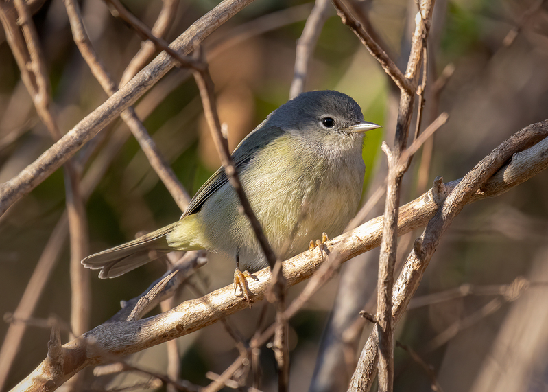 orange-crowned-warbler_5370-75(1).jpg