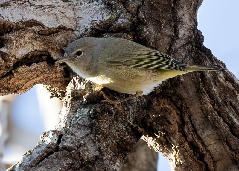 orange-crowned-warbler_5373-75.jpg