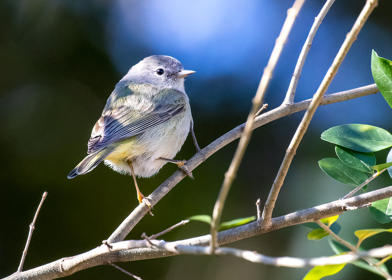 orange-crowned-warbler_5418-75.jpg