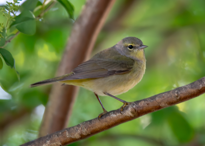 orange-crowned-warbler_5437-75.jpg