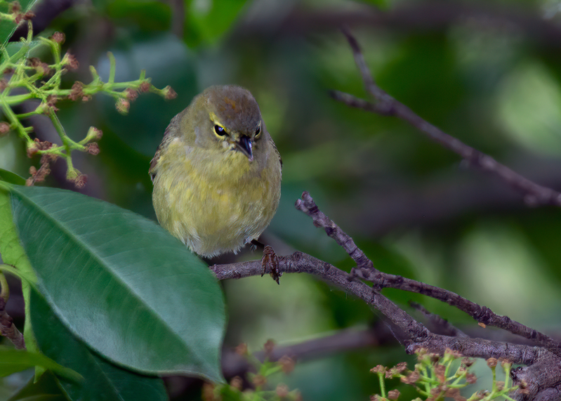 orange-crowned-warbler_5611-75(1).jpg