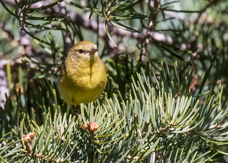 orange-crowned-warbler_9838-75(1).jpg