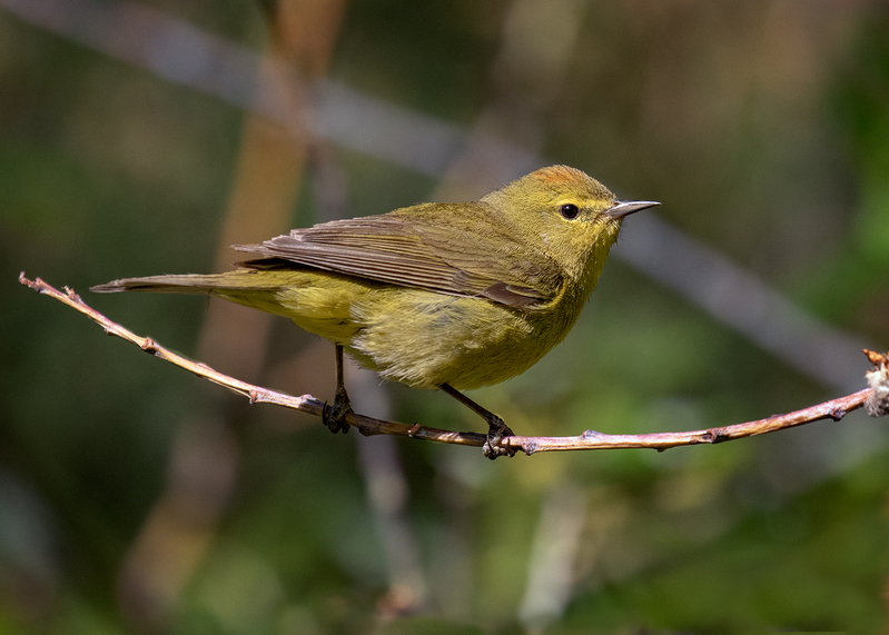 orange-crowned-warbler_9851-75(1).jpg