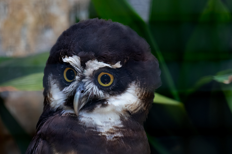 owl_3570-64.jpg