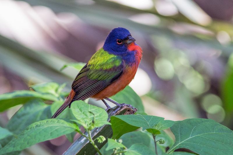 painted-bunting_9962-64(1).jpg