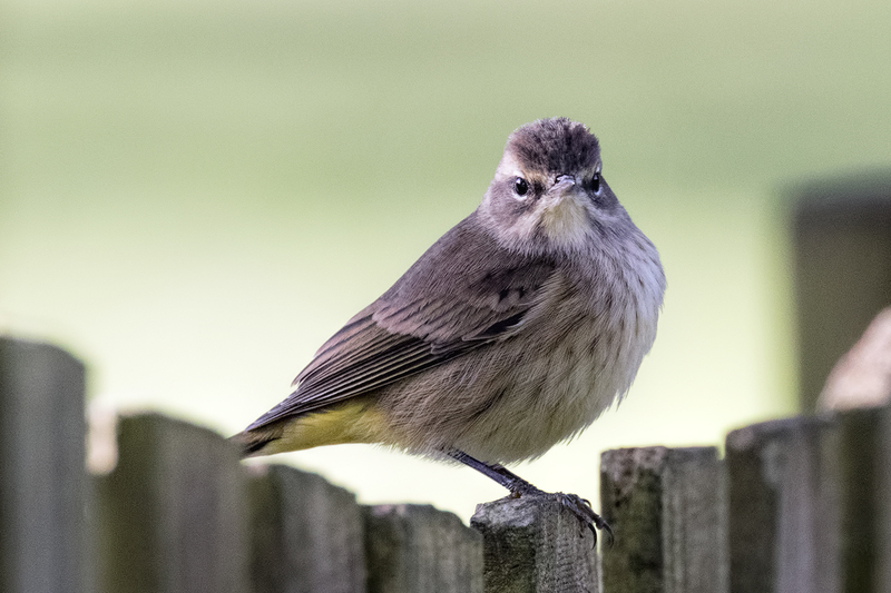 palm-warbler-fence_9581-64.jpg