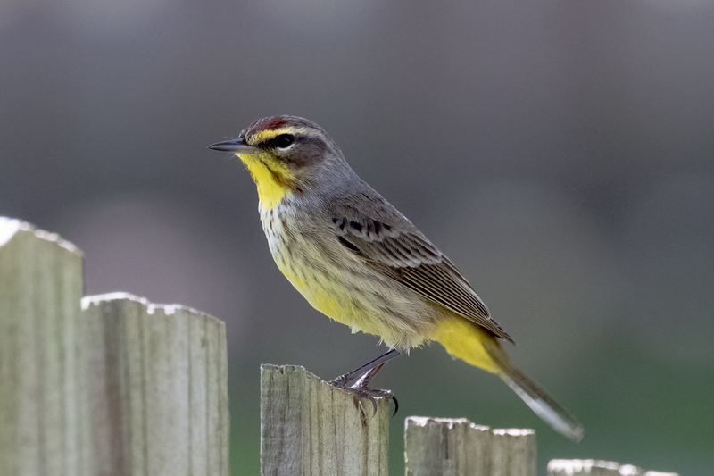 palm-warbler_6366-64(1).jpg