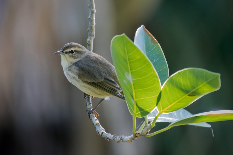 palm-warbler_9573-64(1).jpg