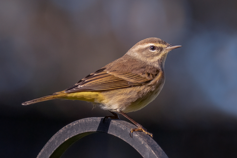 palm-warbler_9971-64.jpg