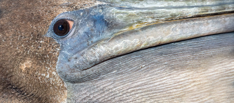 pelican-eye_1971-12565m.jpg
