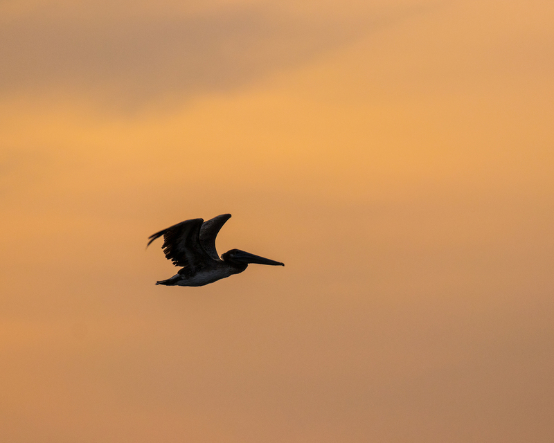 pelican-sunset_8290-108.jpg