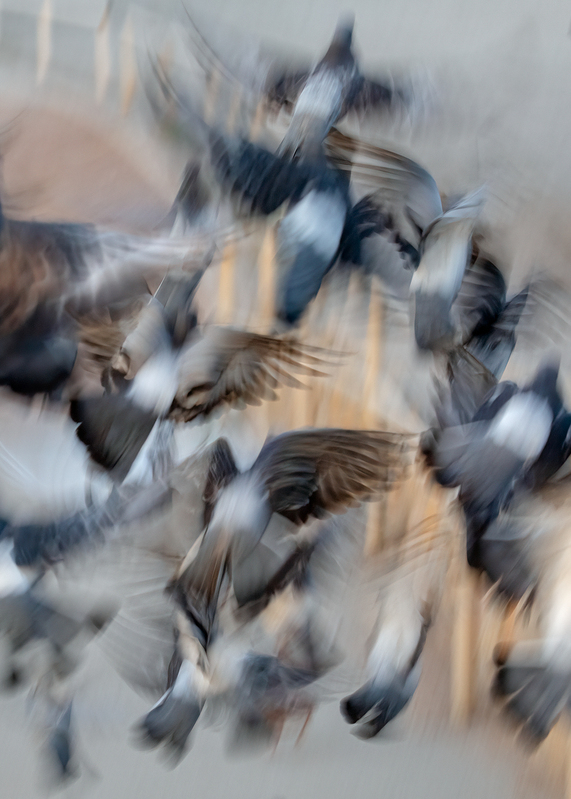 pigeon-swirl_0614-57.jpg