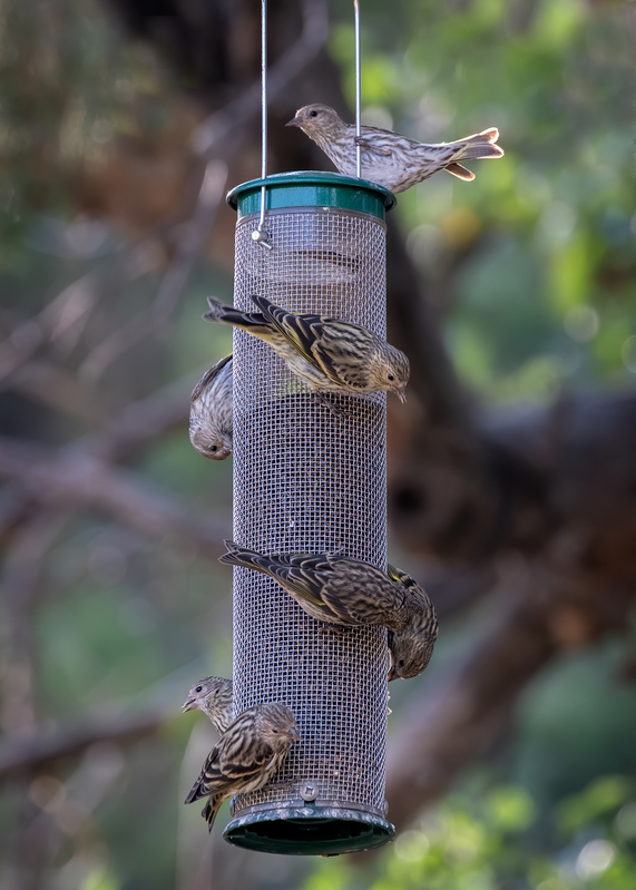 pine-siskin_9650-57(1).jpg