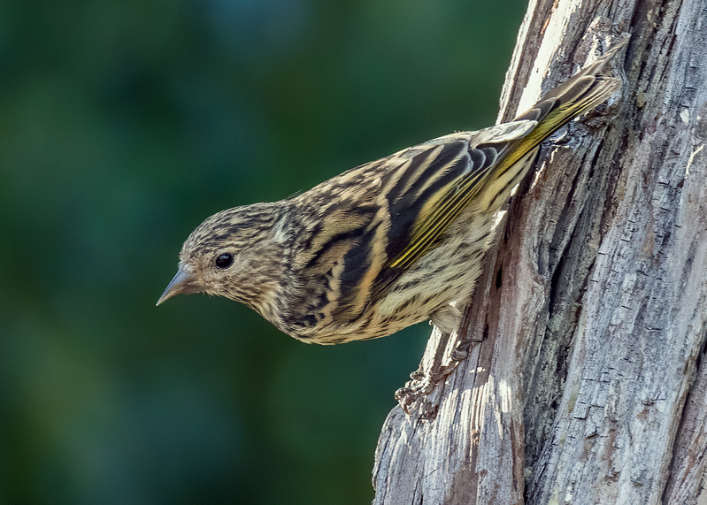 pine-siskin_9653-75(1).jpg