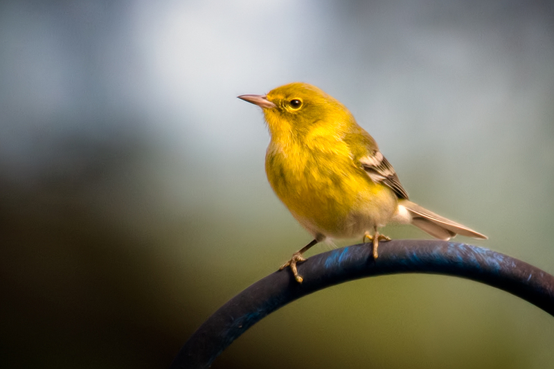 pine-warbler_3231v-64(1).jpg