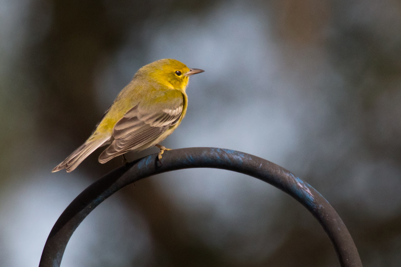 pine-warbler_3254-64(1).jpg