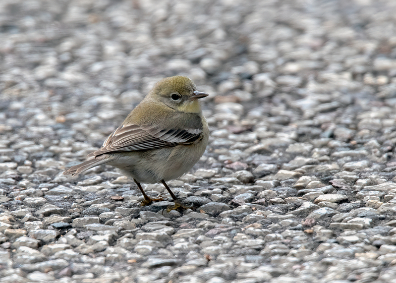 pine-warbler_6040-75.jpg