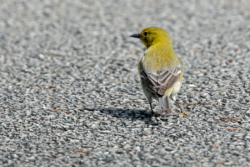 pine-warbler_6050-64.jpg